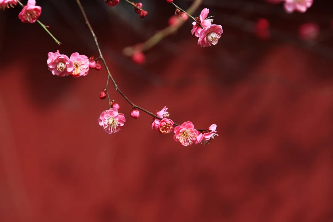 梅花的诗句有哪些（跟梅花有关的诗欣赏）