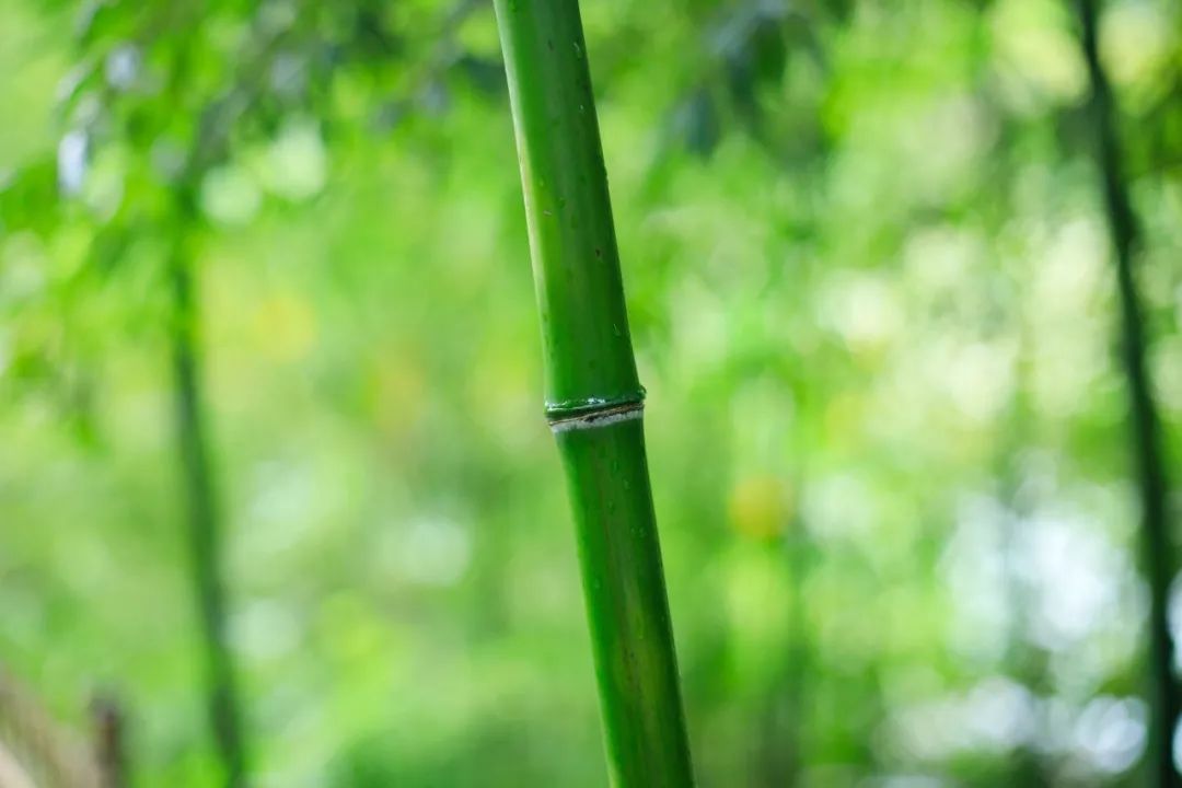 千古名句诗句有哪些（古诗千古名句摘抄）