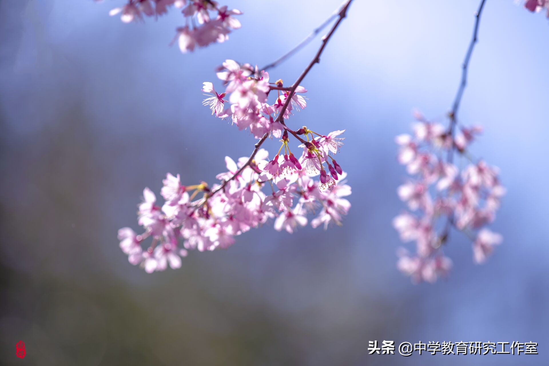 樱花古诗词最出名（描写樱花的古诗欣赏）