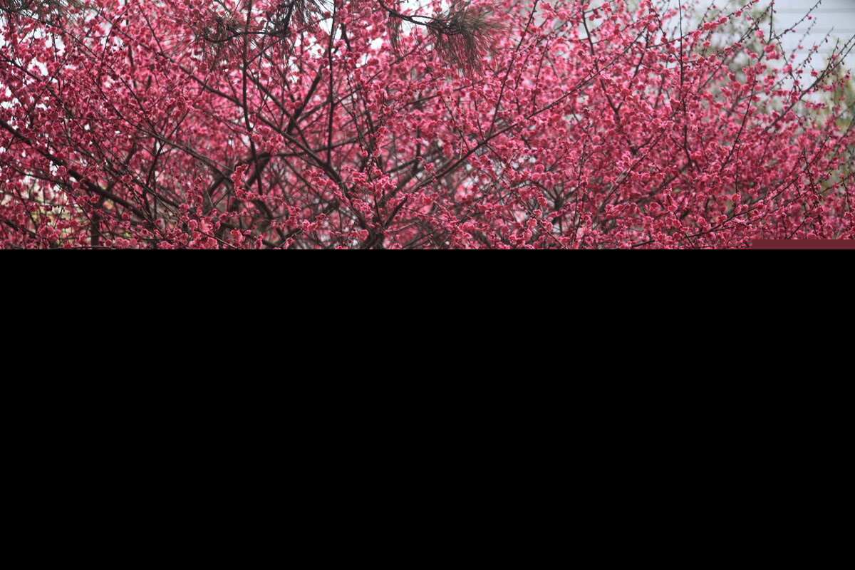 赞美梅花的优美句子精简（关于梅花的浪漫诗句）
