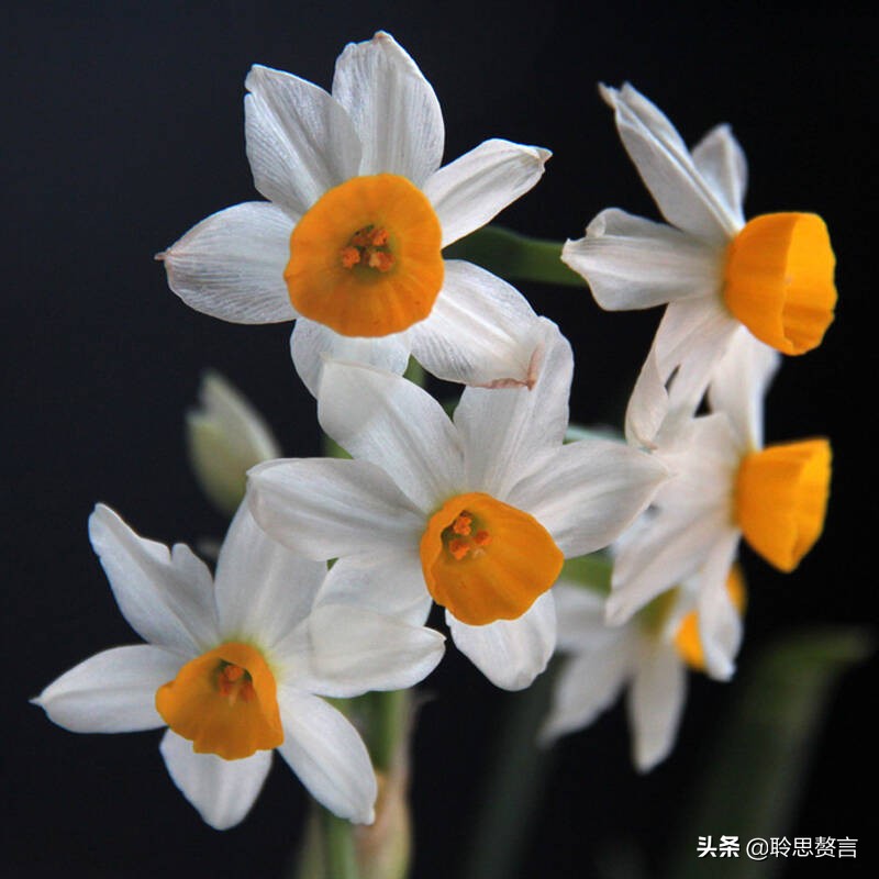 水仙花的诗歌有什么（描写水仙花的古诗）