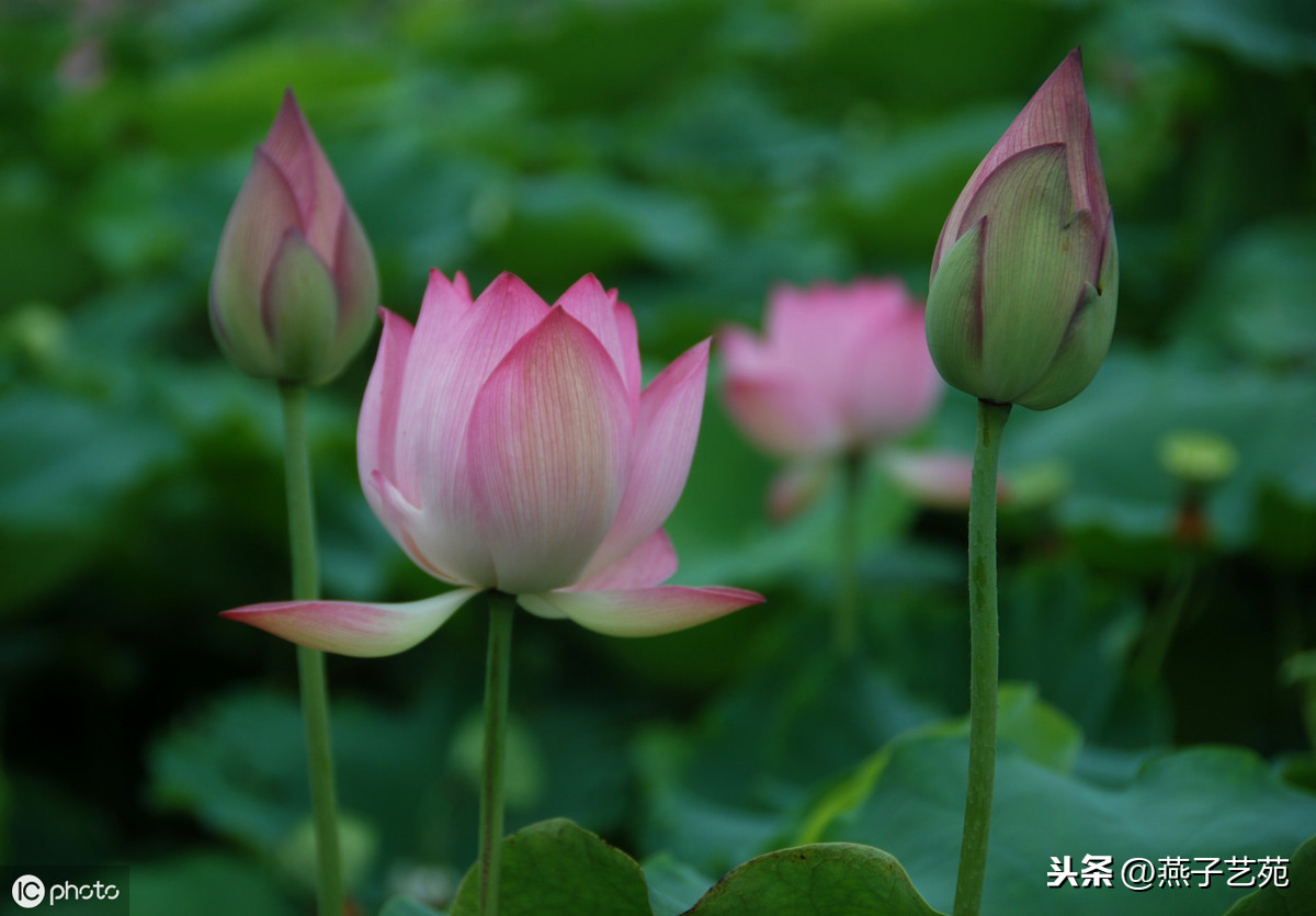 小暑诗句古诗大全（关于描写小暑的诗句）