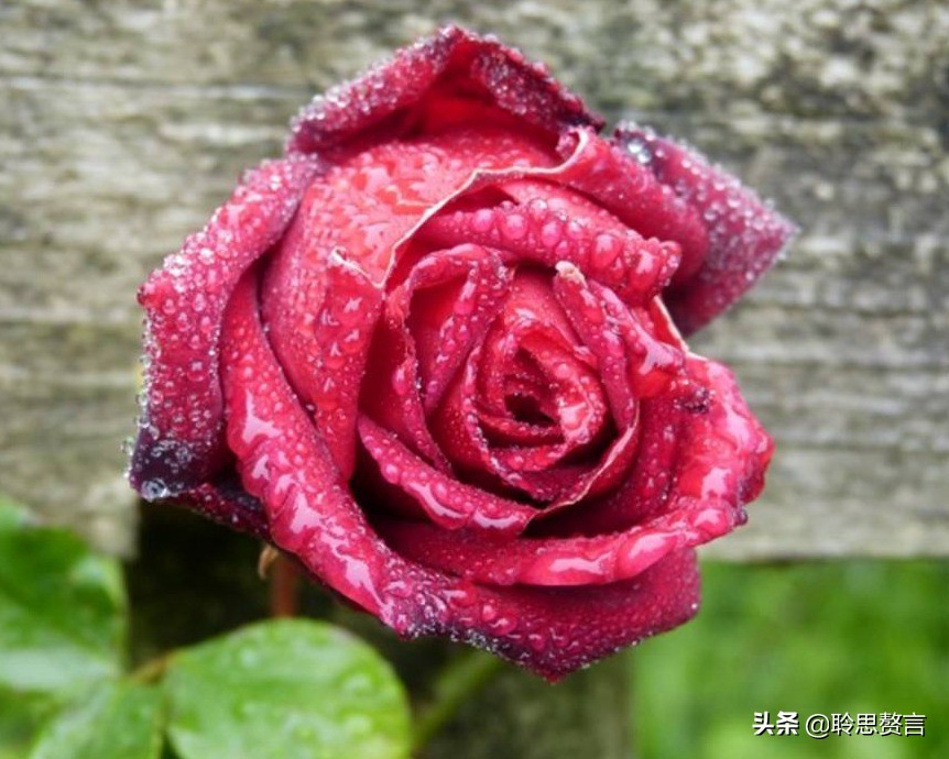 祝福生日的诗句（有文化内涵又高雅的生日祝福语）