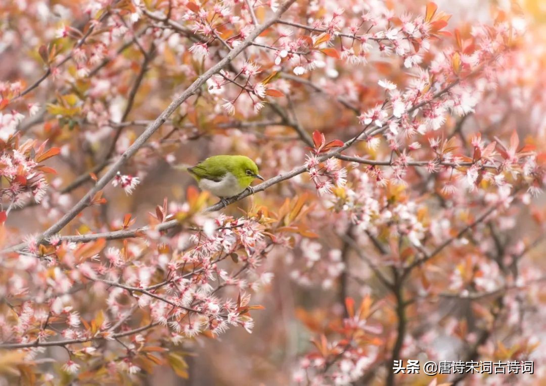 春风花草香全诗（关于春风的诗句古诗词）