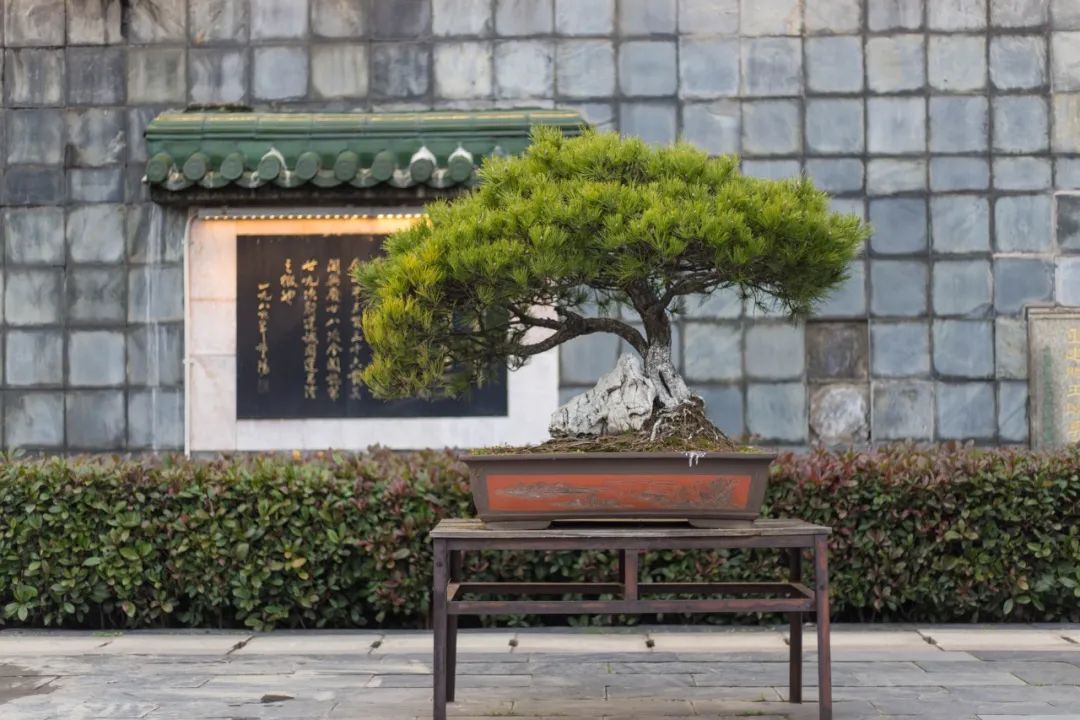 滕王阁序名句赏析（名家赏析滕王阁序）
