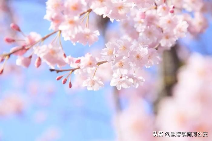 吹面不寒杨柳风的全诗（描写春天的古诗词名句）