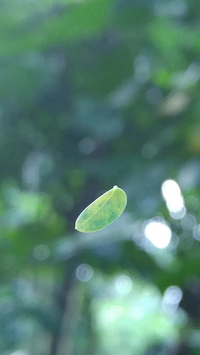 感叹自己有白发的句子（十首长出白头发伤感的诗句 ）