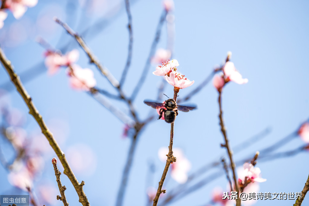 枝上柳绵吹又少全诗（蝶恋花春景赏析）