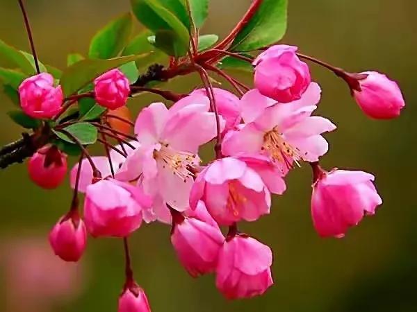 春天句子摘抄大全（关于春天的名句摘抄）