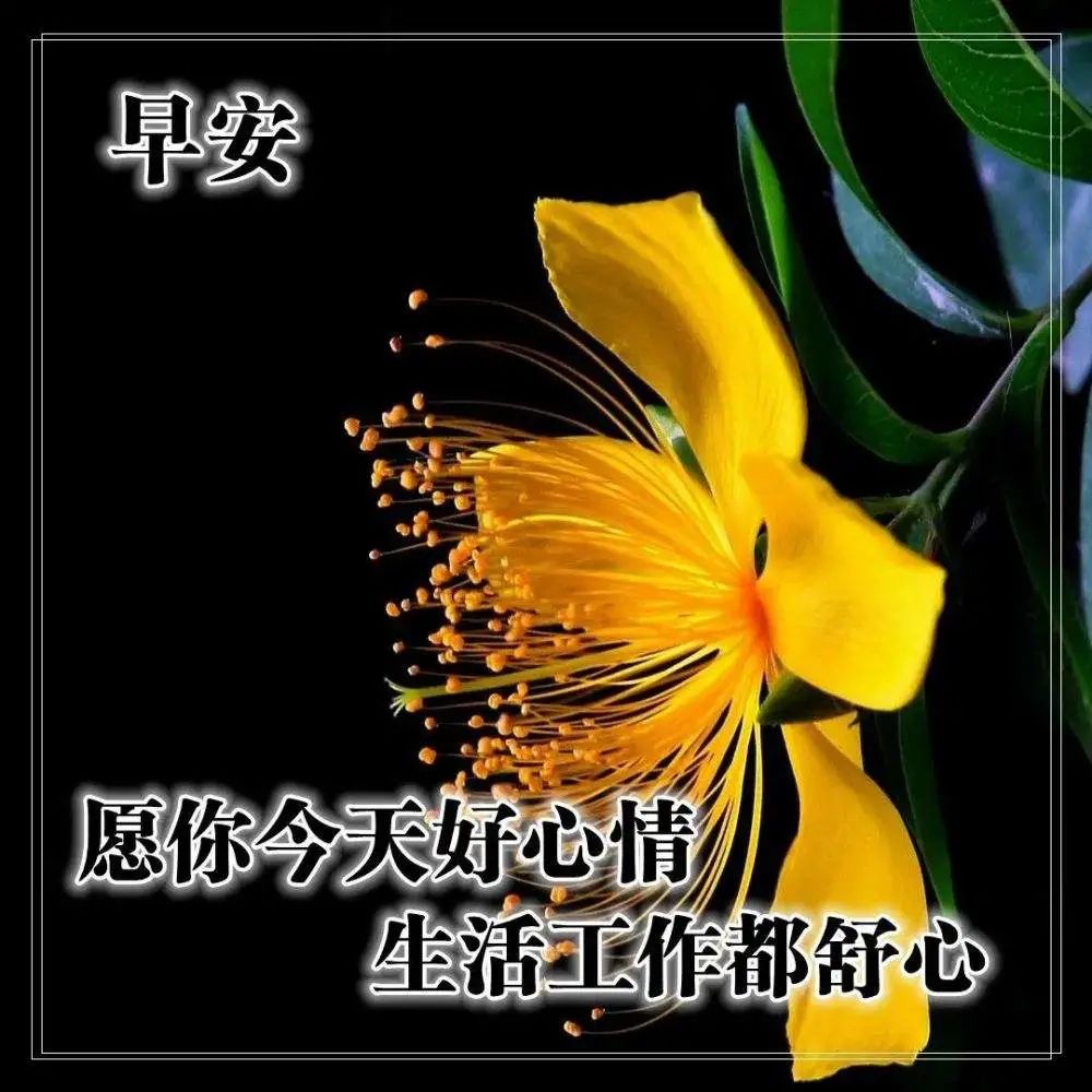 早上好短语大全（早上好祝福语简短句子）