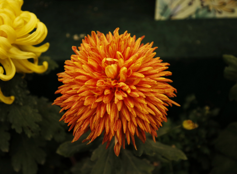 菊花古诗有哪些（赞美菊花的诗句分享）