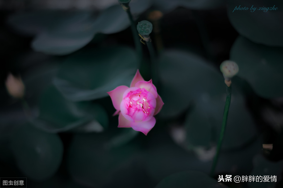 时光静好是什么意思（岁月静好诗句分享）