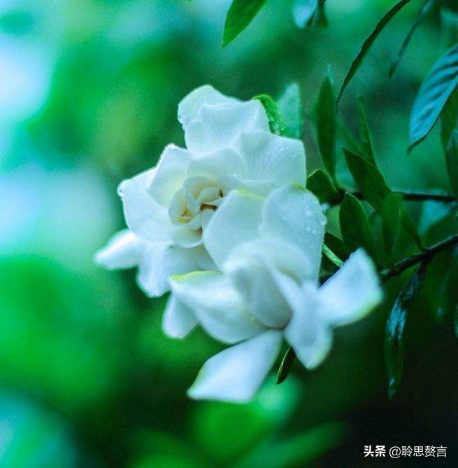 祝福生日的诗句（有文化内涵又高雅的生日祝福语）
