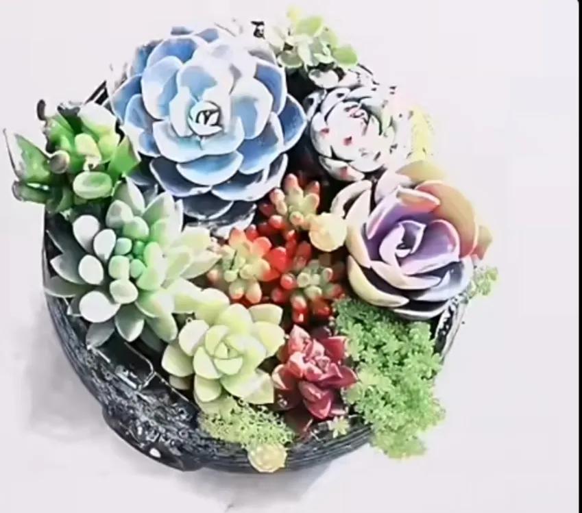 描写多肉植物的优秀作文（多肉植物作文赏析）