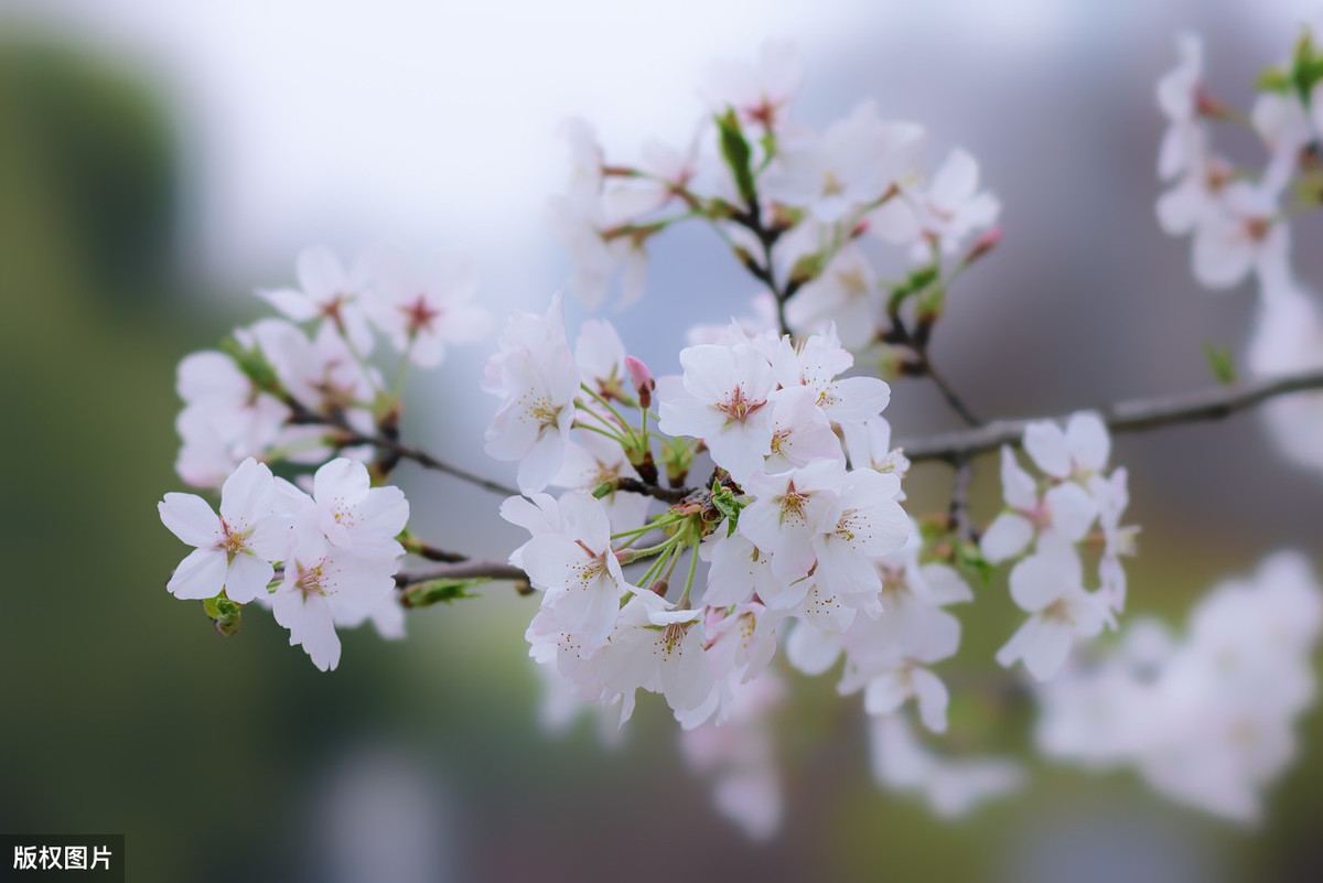 张仲素燕子楼诗三首（燕子楼张仲素赏析）