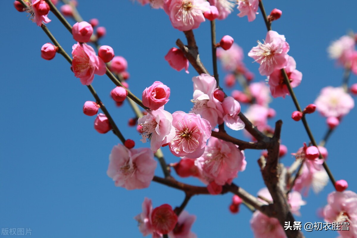 赞美梅花的优美句子精简（关于梅花的浪漫诗句）