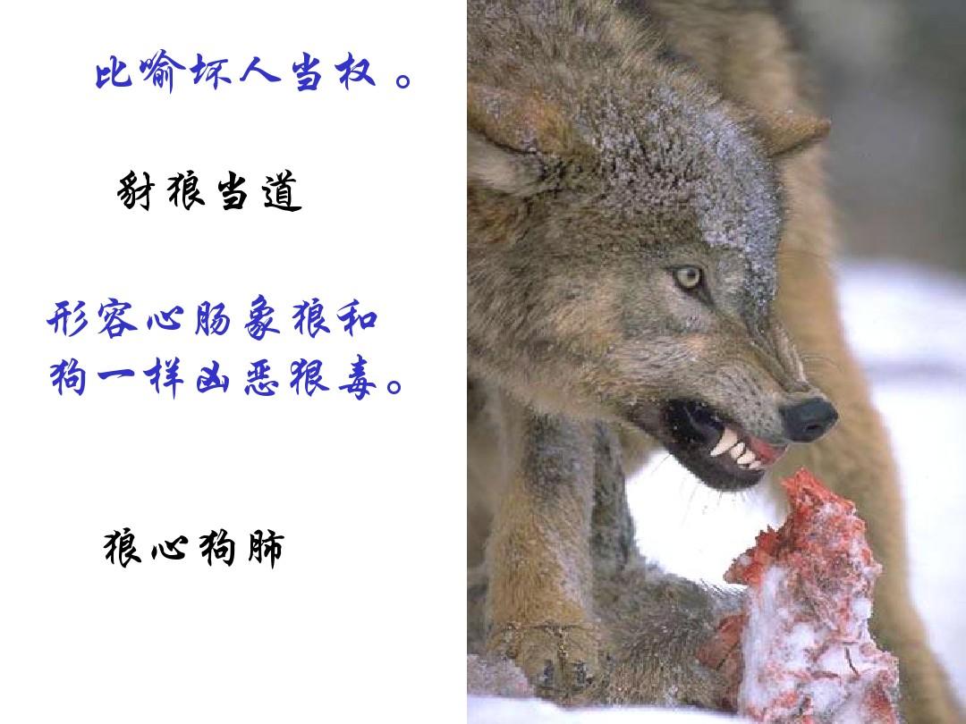 狼心狗肺的意思是什么（狼心狗肺成语的含义）