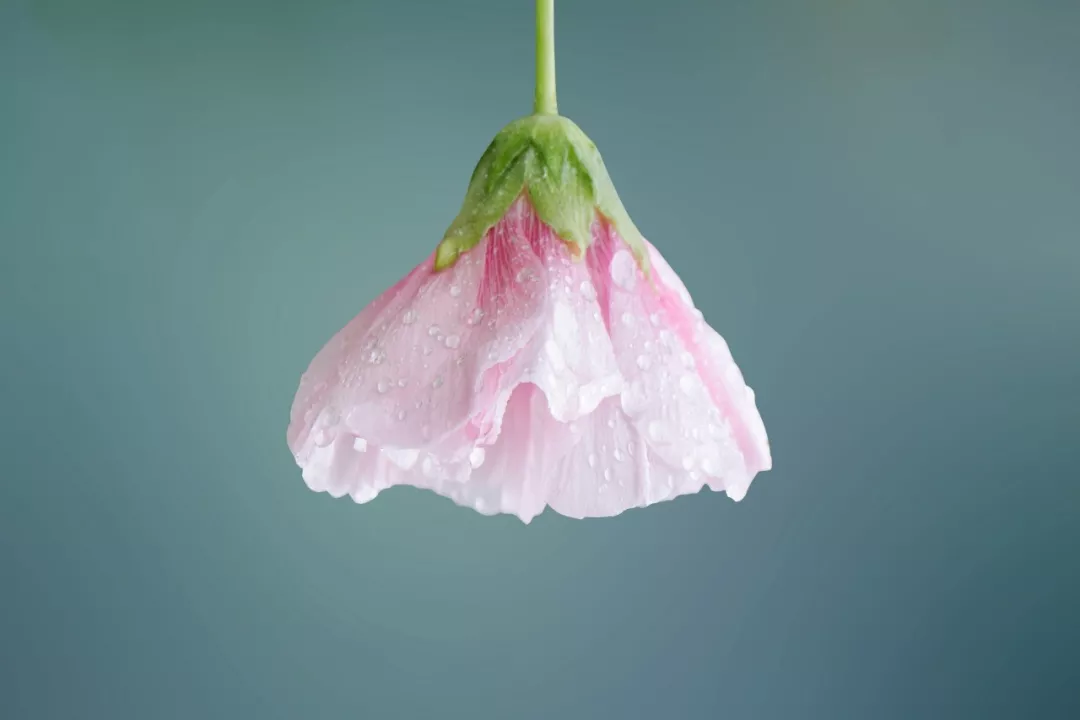 寒露诗句古诗大全（描写寒露的诗句赏析）