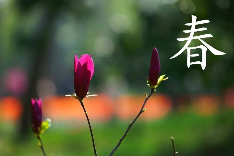 春天的短句唯美摘抄（关于描写春天的优美句子）