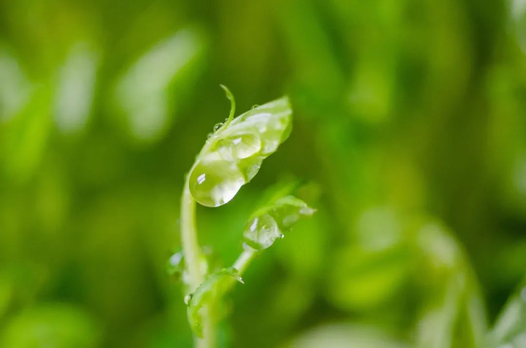 惊蛰的诗词有什么（形容惊蛰时节的诗句赏析）