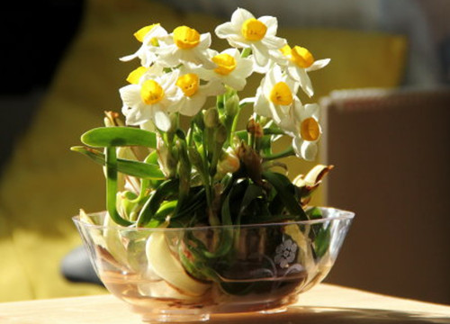 水仙花什么季节开花（水仙花的养殖方法和注意事项）