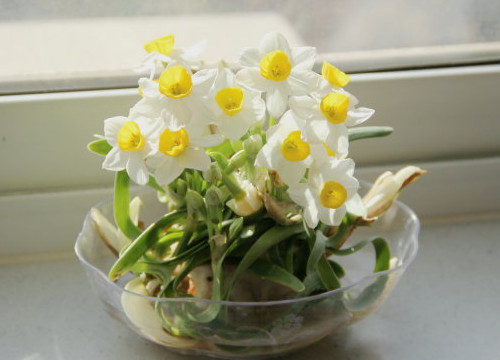水仙花什么季节开花（水仙花的养殖方法和注意事项）
