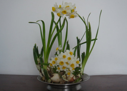 水仙花什么季节开花（水仙花的养殖方法和注意事项）