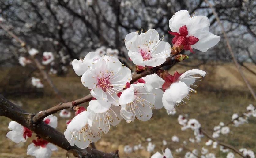 跟花有关的诗句有寓意（花的象征意义和诗句）