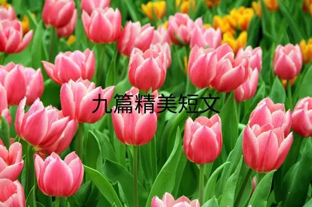 精美文章欣赏（9篇经典散文摘抄）