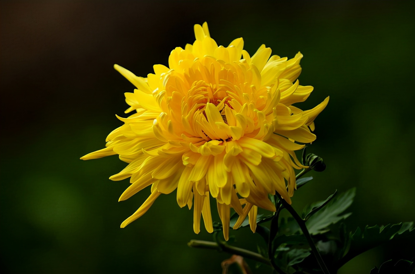 形容菊花千姿百态的句子（菊花的句子短句唯美）