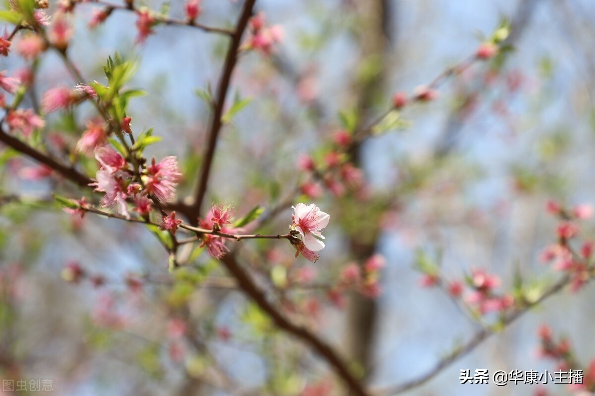 古诗春晓的意思是什么（春晓古诗原文及翻译）