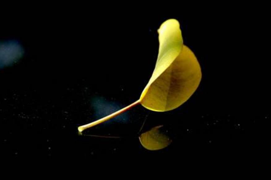孤芳自赏的意思（孤芳自赏解释和意思）