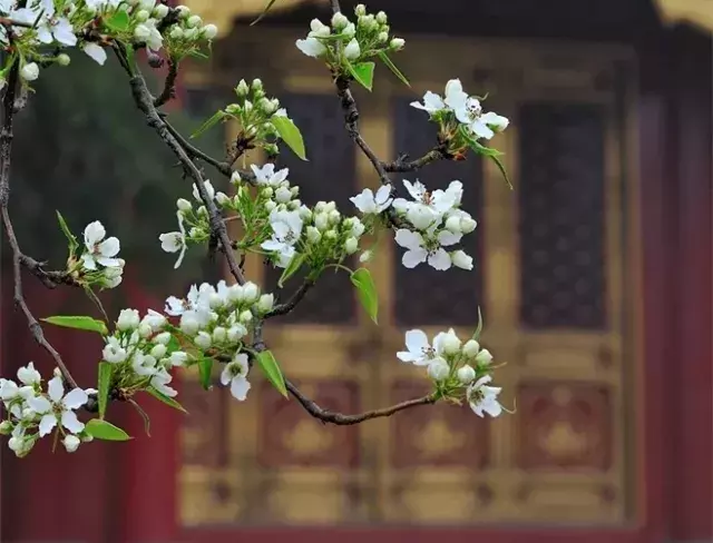 含有梨花的诗句有哪些（梨花的唯美诗句及寓意）