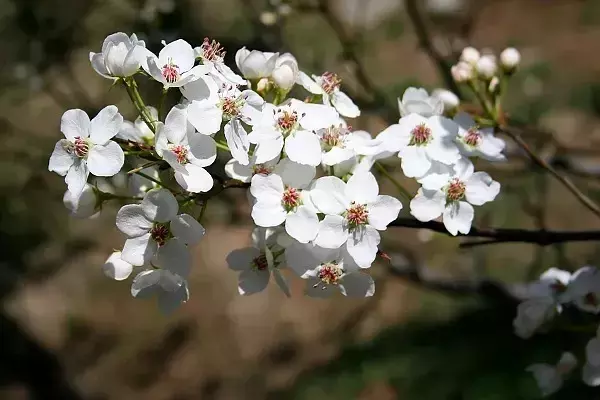 含有梨花的诗句有哪些（梨花的唯美诗句及寓意）