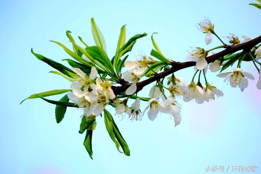 黄师塔前江水东全诗（江畔独步寻花赏析）