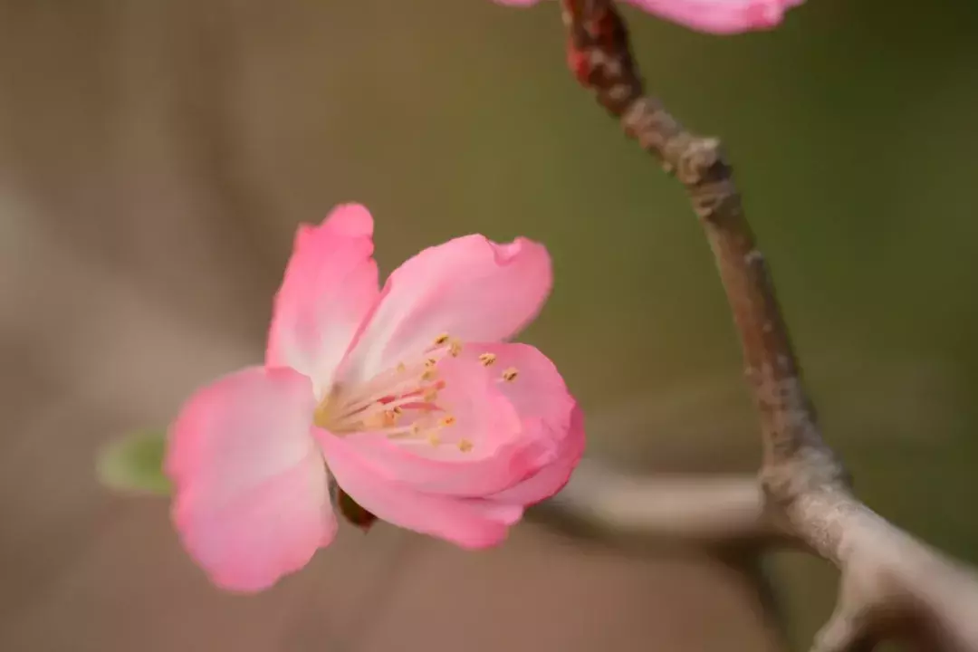 汪国真诗集经典句子（经典民国现代诗分享）
