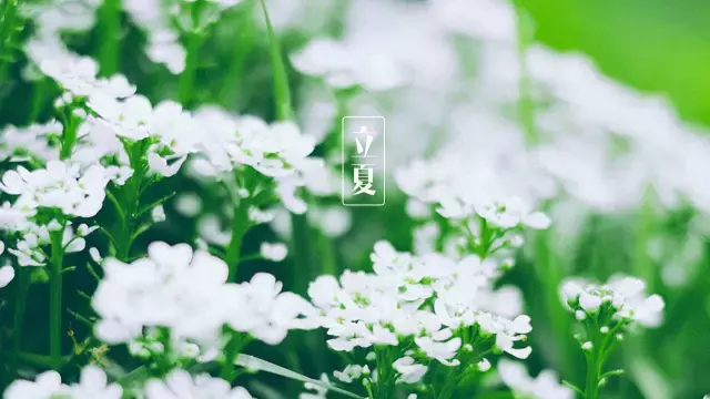 立夏时节的诗句有什么（描写立夏的古诗名句欣赏）