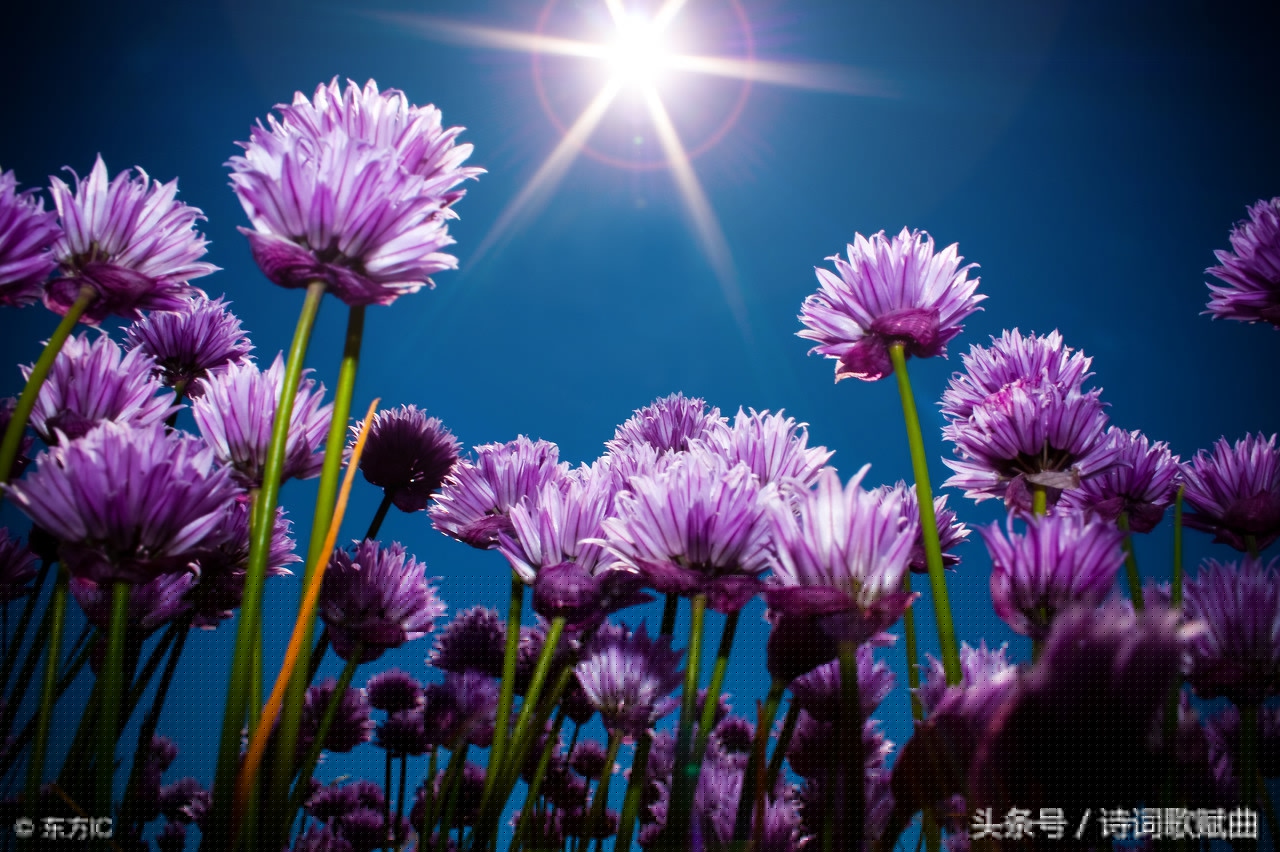 上有天堂下有苏杭全诗（古人赞美杭州的诗句）