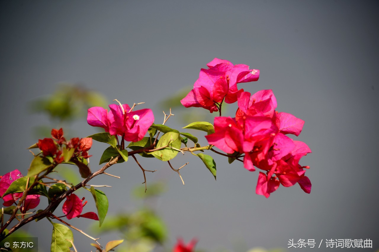 上有天堂下有苏杭全诗（古人赞美杭州的诗句）