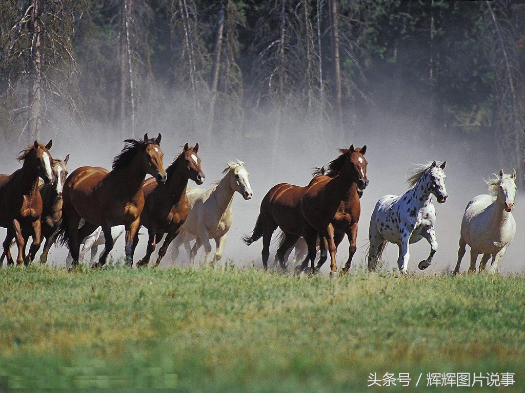 鞍前马后什么意思（鞍前马后意思解释）