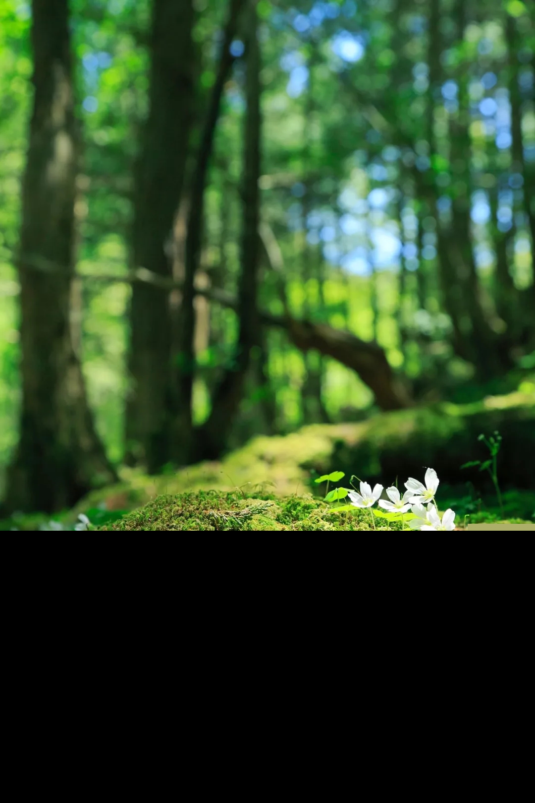 苔花如米小也学牡丹开（苔所表达的人生哲理）