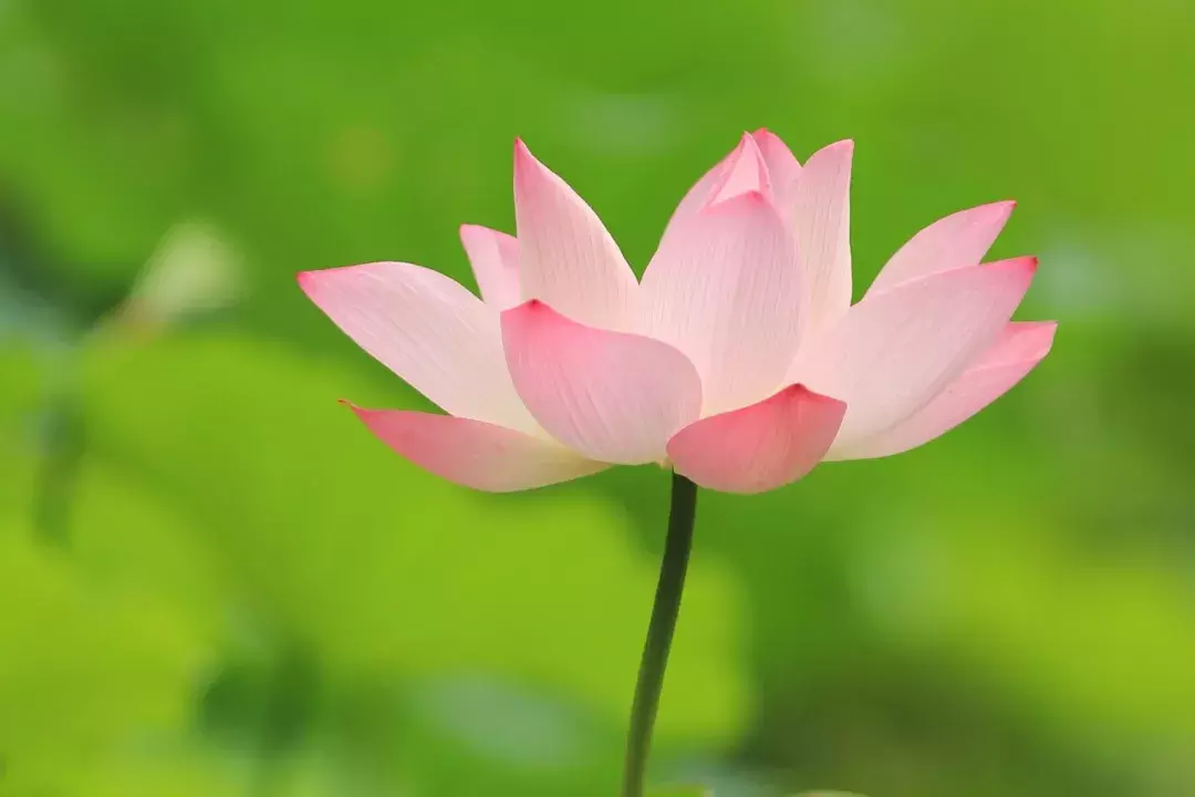 关于莲花的诗句有哪些（莲花诗句经典欣赏）