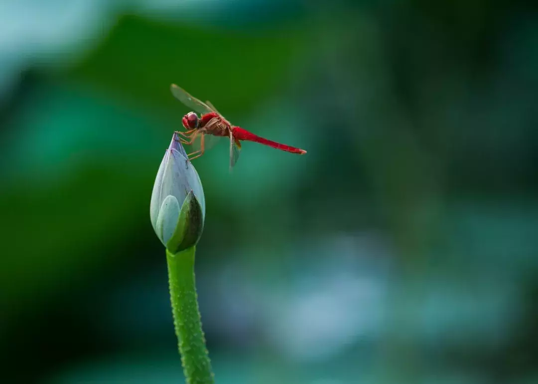 关于莲花的诗句有哪些（莲花诗句经典欣赏）