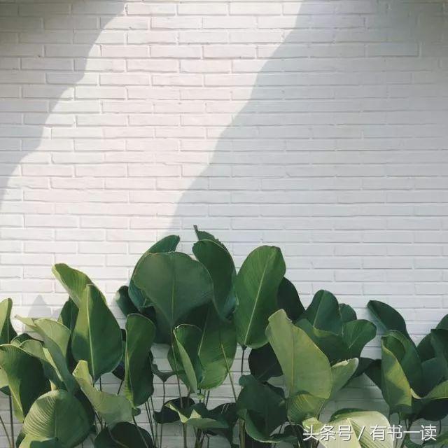 舒婷的诗有哪些（舒婷的爱国诗歌欣赏）