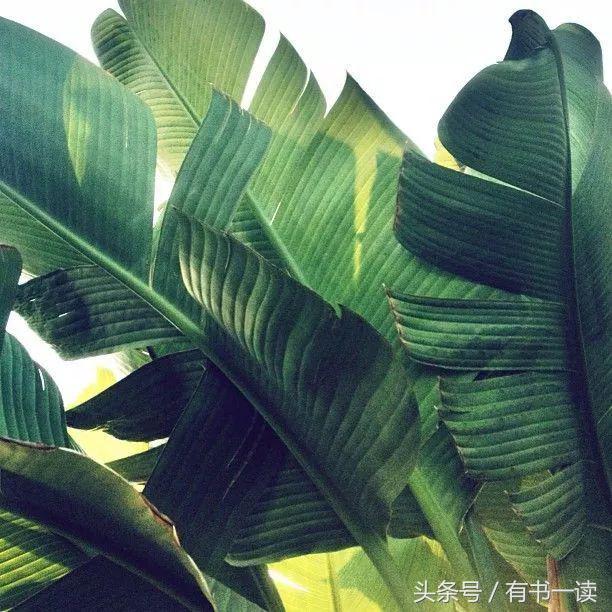 舒婷的诗鉴赏（舒婷代表作）
