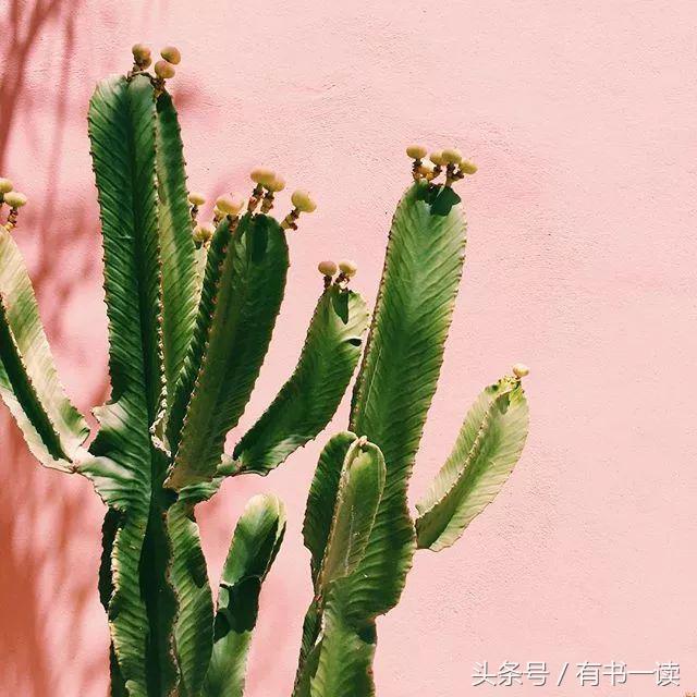 舒婷的诗有哪些（舒婷经典诗歌鉴赏）