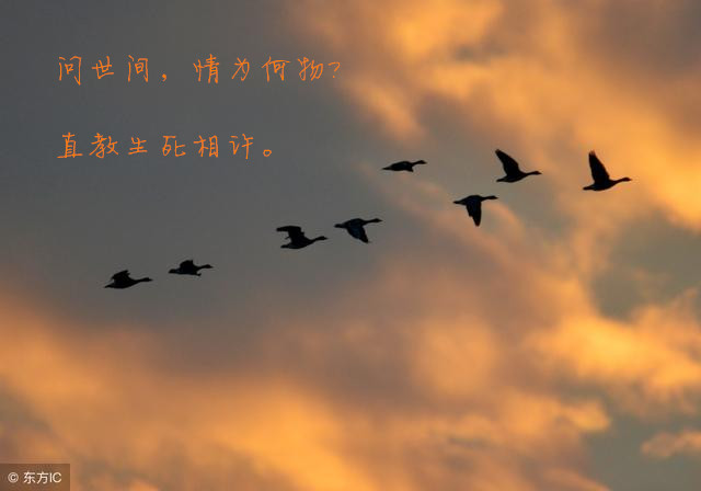 雁丘词元好问原文（雁丘词的原文翻译赏析）
