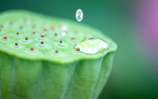 蒹葭苍苍白露为霜（蒹葭能体现爱情的句子）