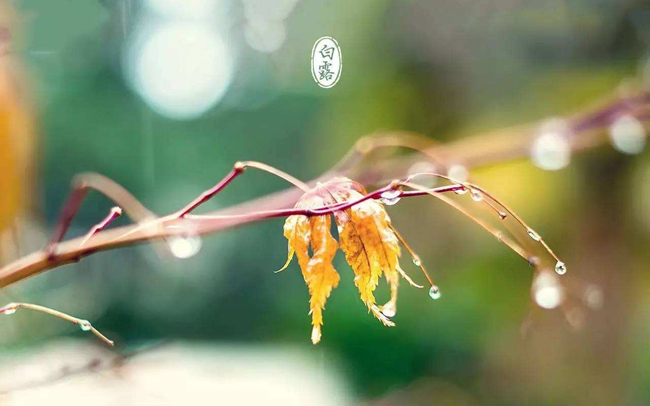 蒹葭苍苍白露为霜（蒹葭能体现爱情的句子）