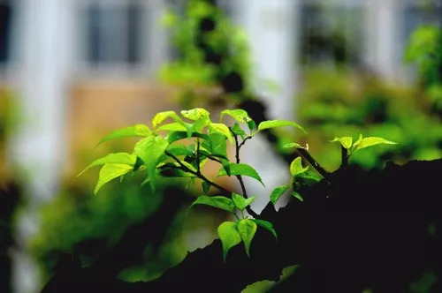 教师节诗句好句（关于教师节的诗句古诗大全）